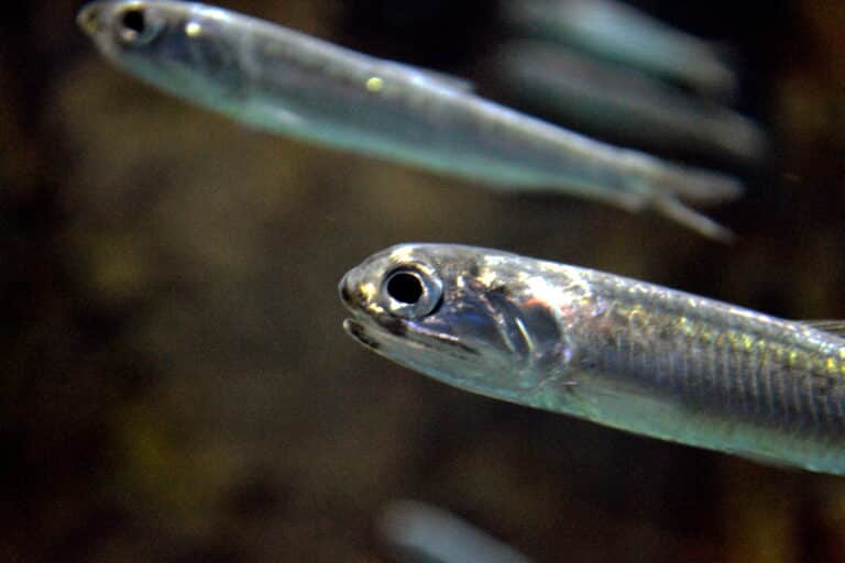 engraulis japonicus (head)