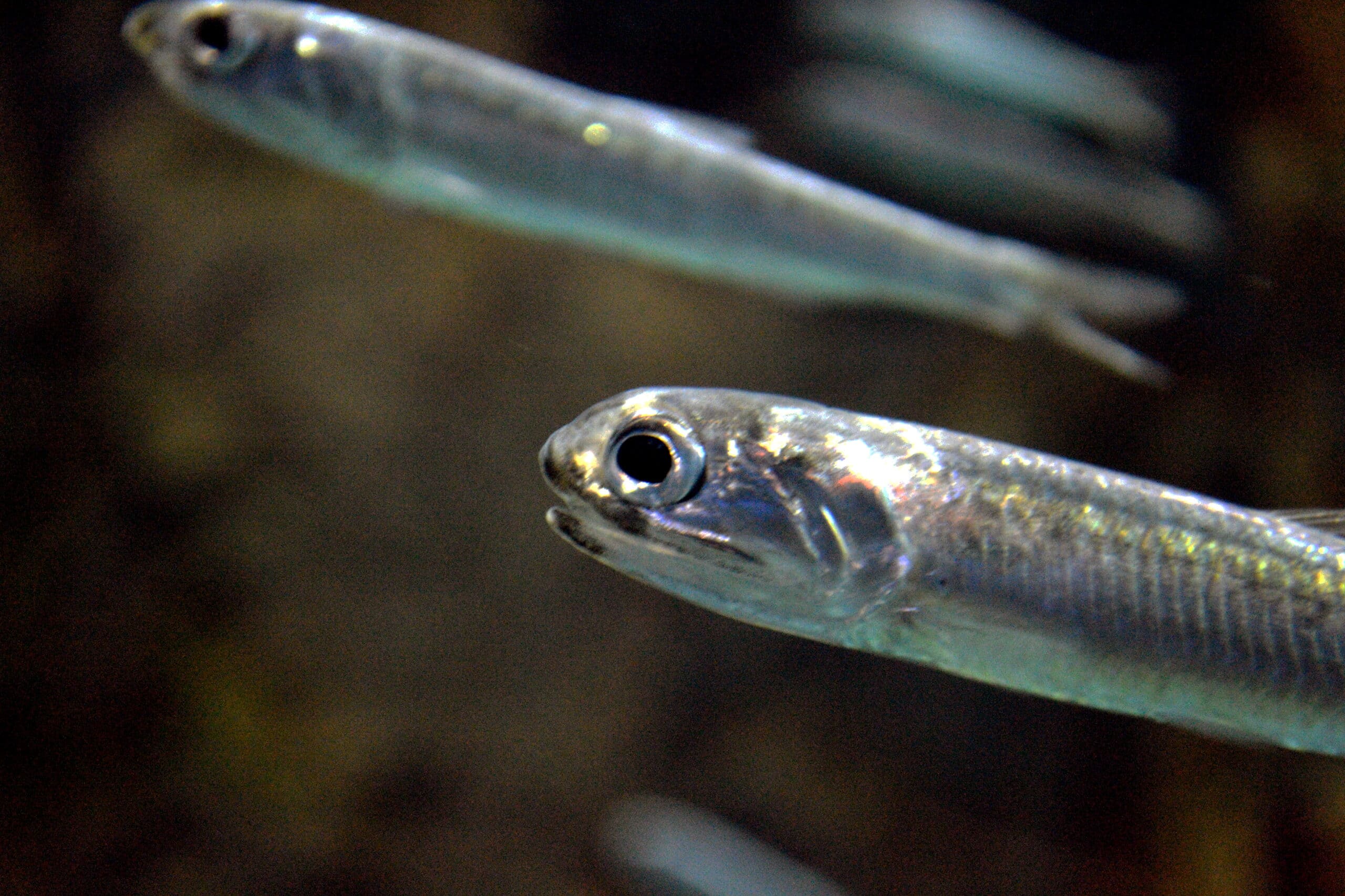 engraulis japonicus (head)