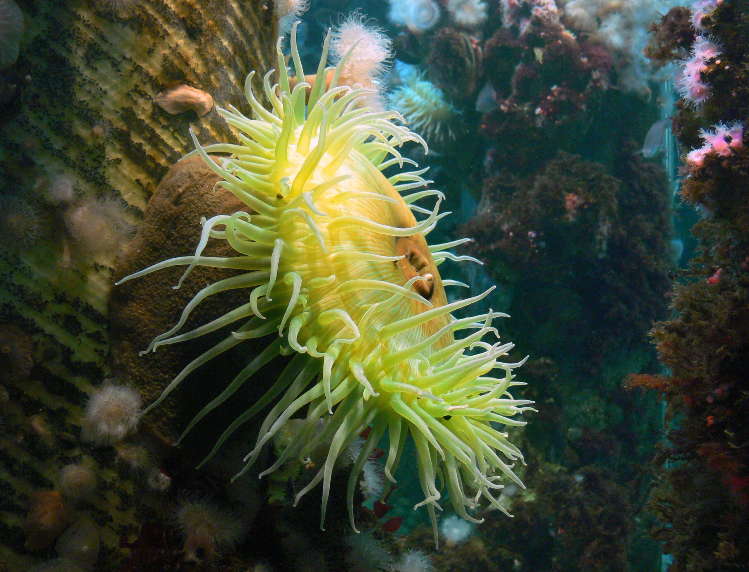 sea anemones, (8113842231) sea anemones, (8113842231)