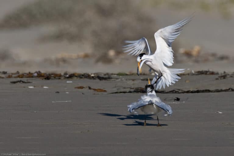 file:elegant tern (thalasseus elegans) parent feeding youngster a fish on morro strand state beach.jpg file:elegant tern (thalasseus elegans) parent feeding youngster a fish on morro strand state beach.jpg