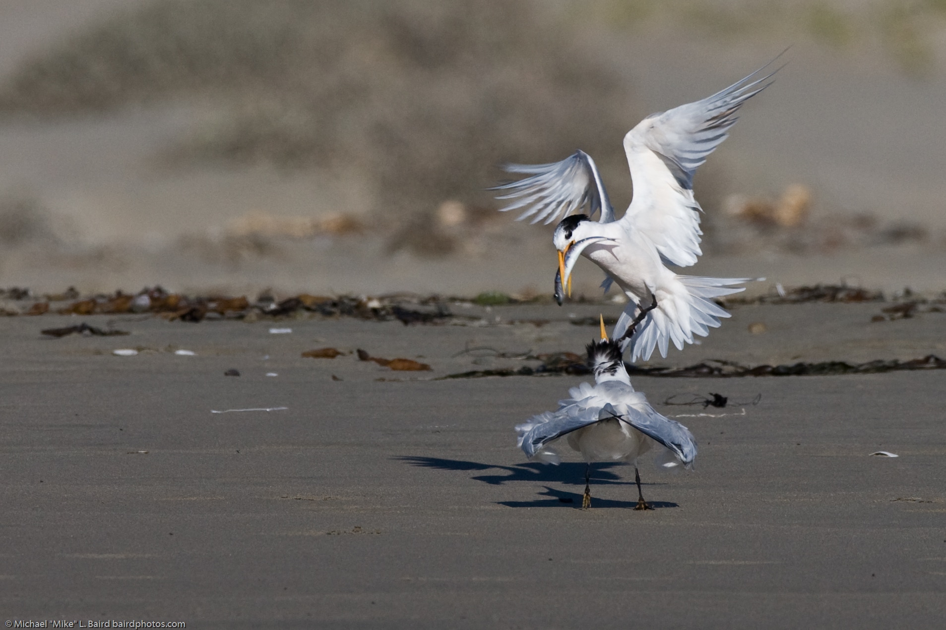 file:elegant tern (thalasseus elegans) parent feeding youngster a fish on morro strand state beach.jpg file:elegant tern (thalasseus elegans) parent feeding youngster a fish on morro strand state beach.jpg