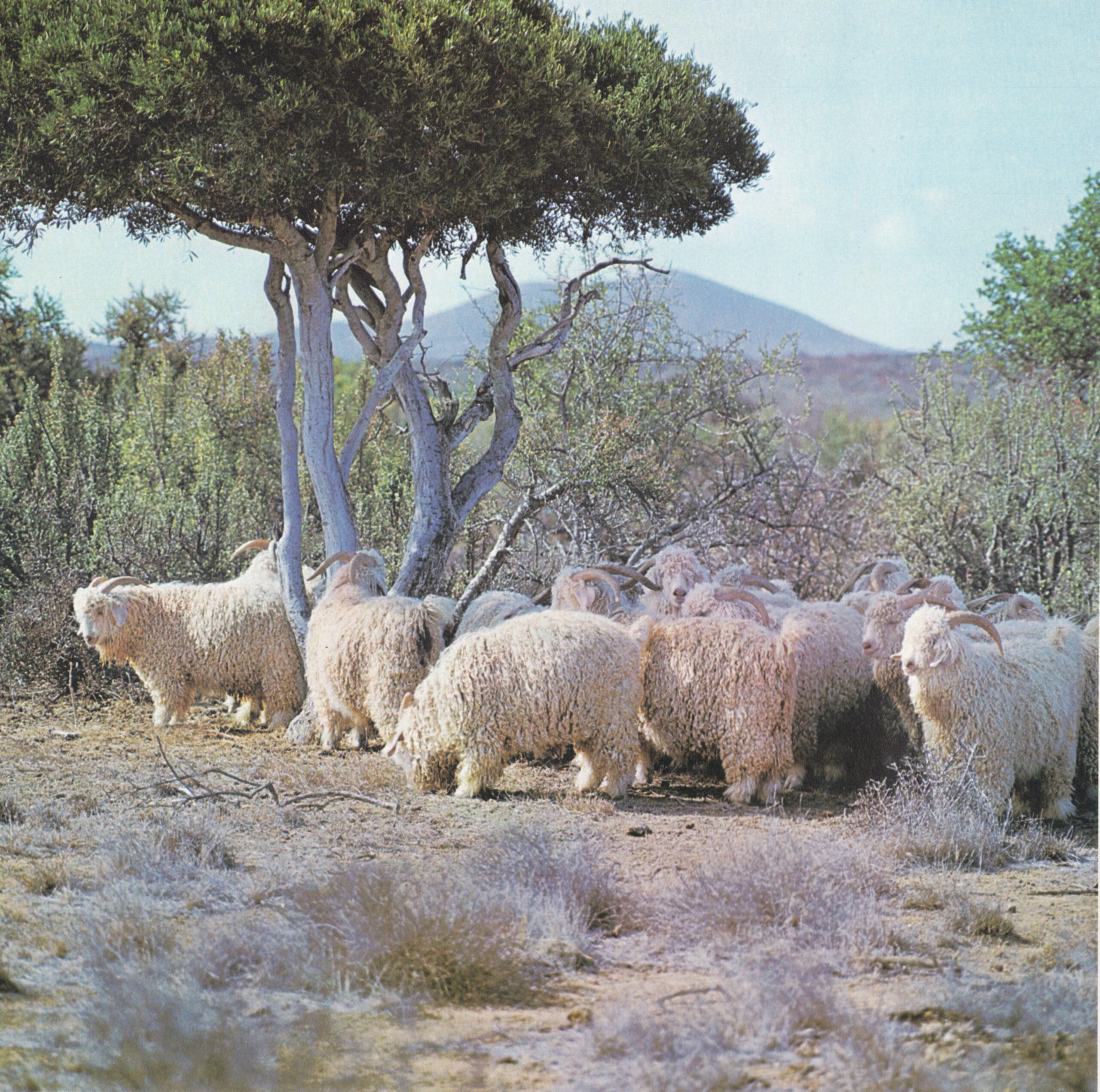 mohair (angora) goat