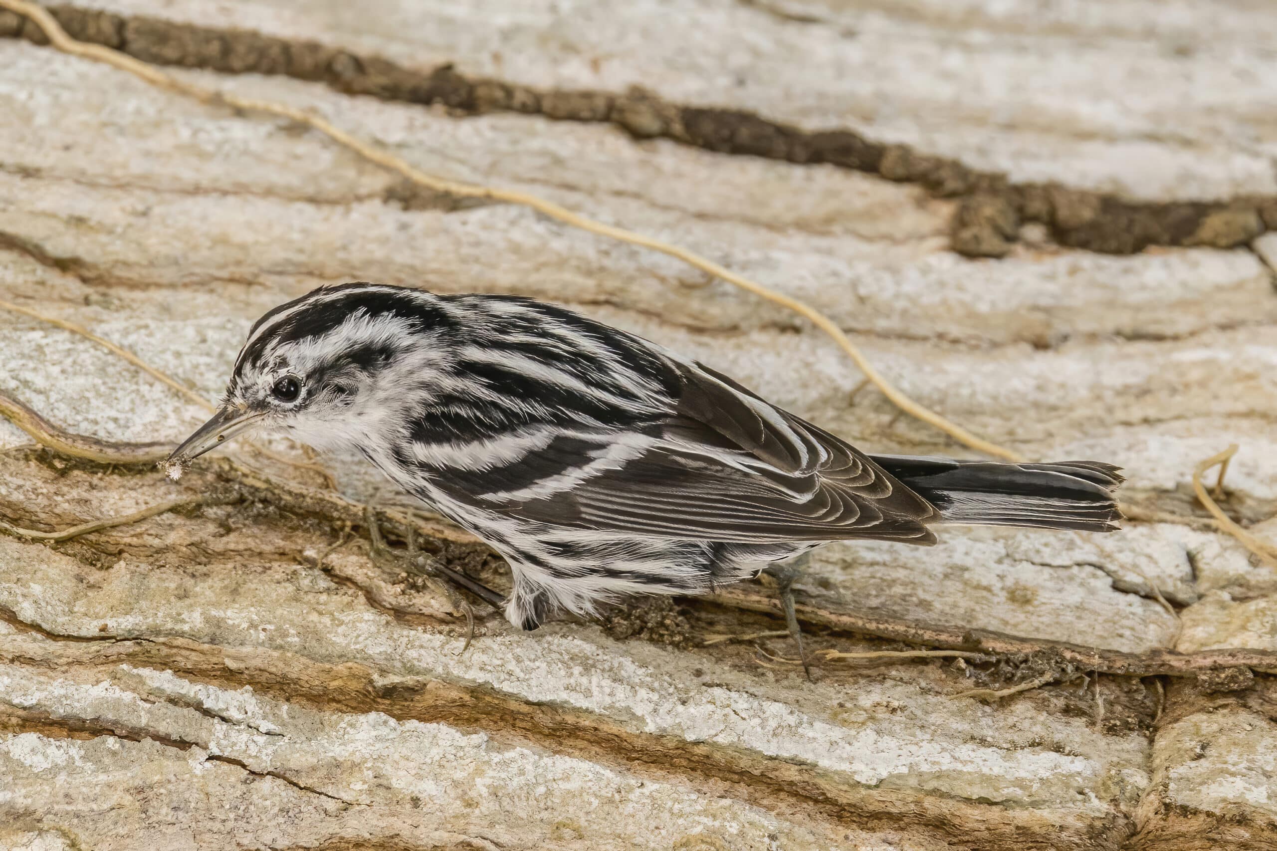 black and white warbler (mniotilta varia) female peten black and white warbler (mniotilta varia) female peten