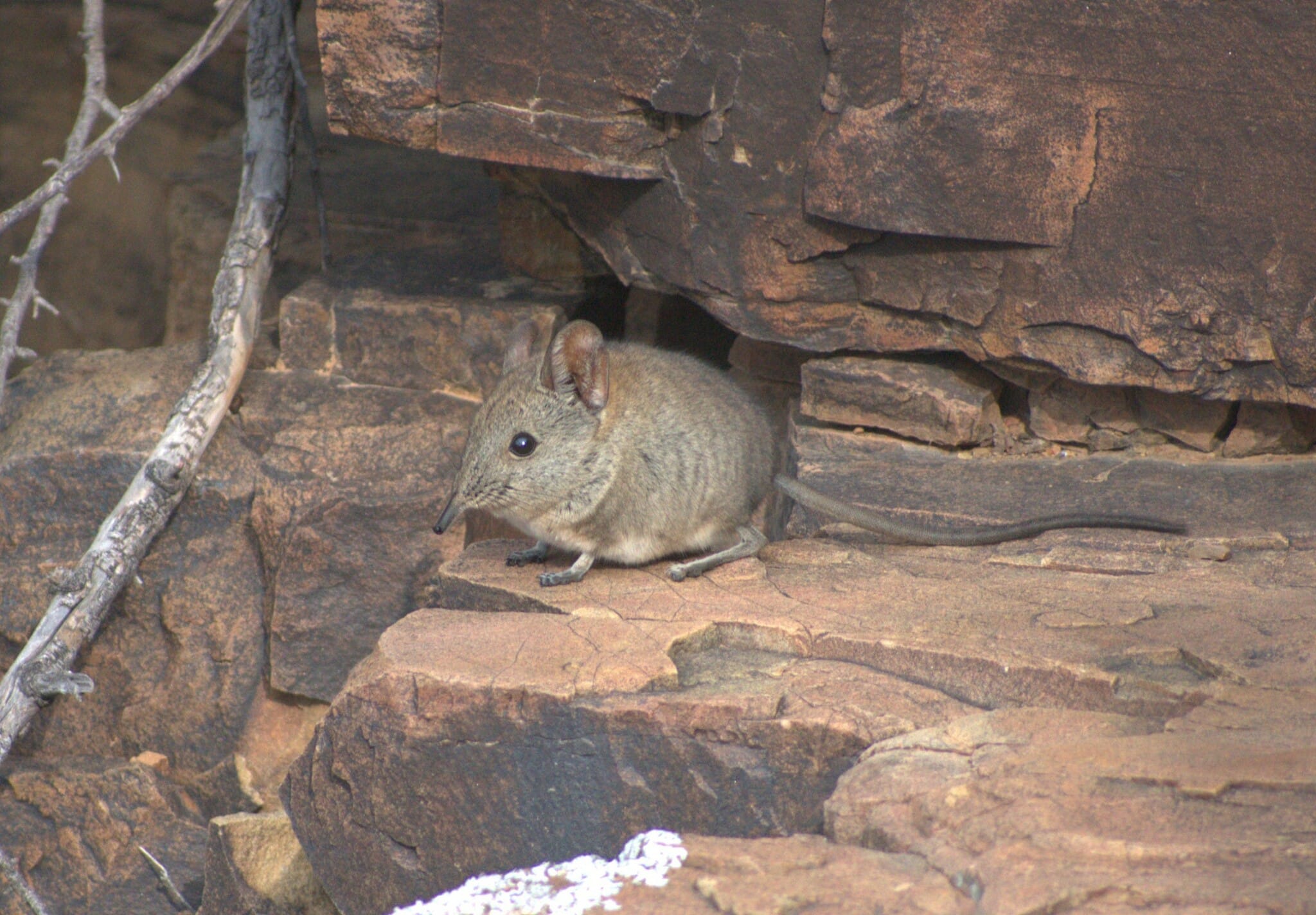 elephantulus pilicaudus (pixley ka seme, south africa) 1 elephantulus pilicaudus (pixley ka seme, south africa) 1 Elephant Shrew