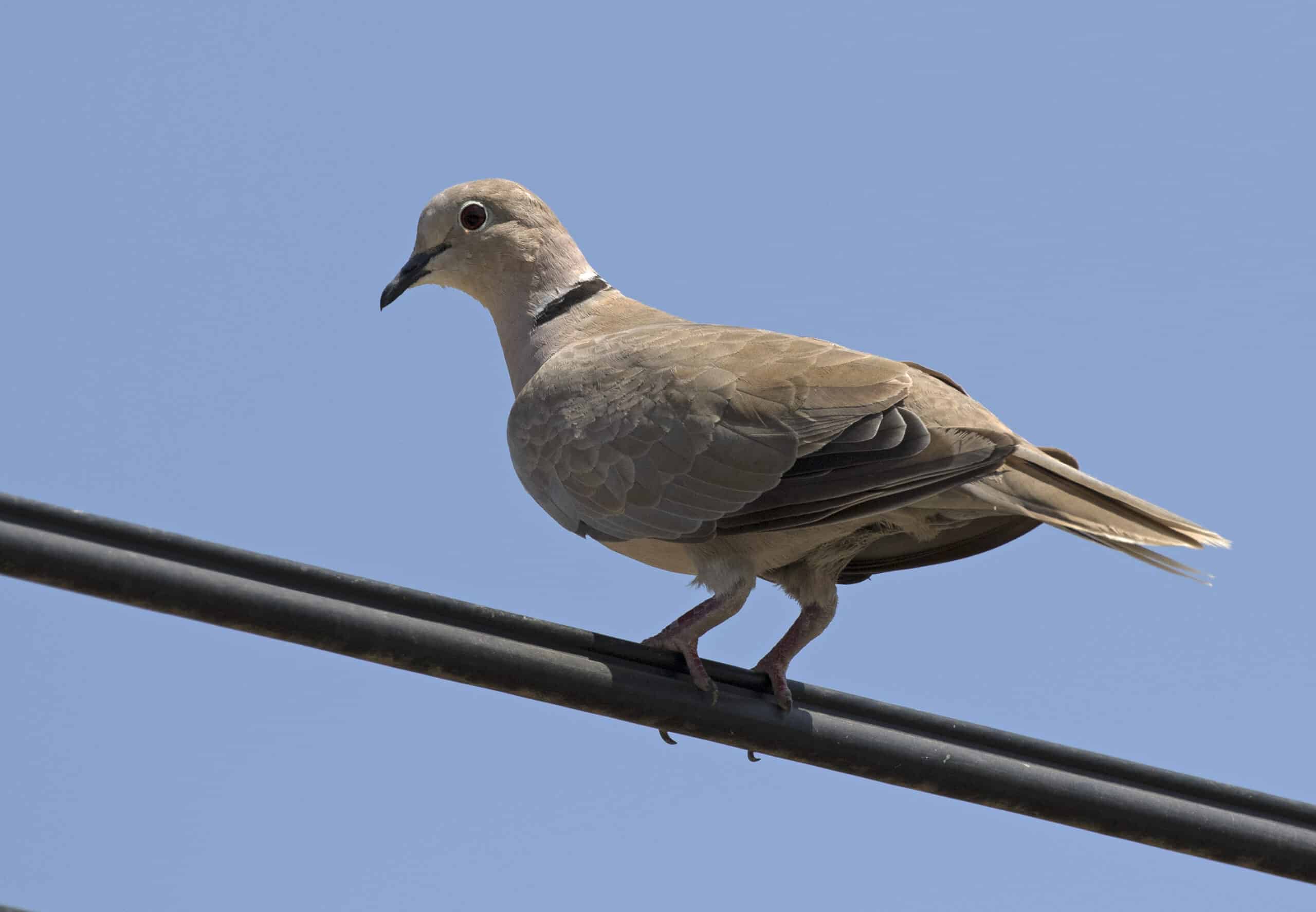 streptopelia decaocto, mersin 2017 07 15 01 1 streptopelia decaocto, mersin 2017 07 15 01 1