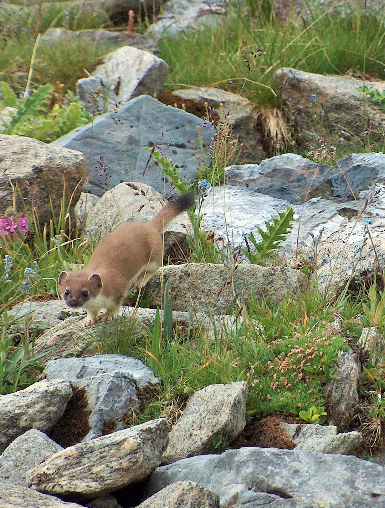 mustela erminea vallon des arollets (3) mustela erminea vallon des arollets (3)