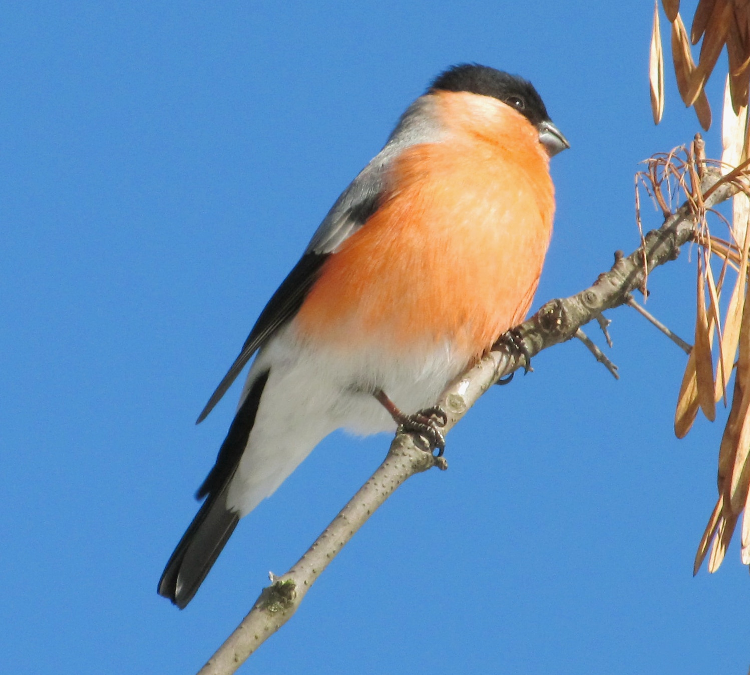 pyrrhula pyrrhula Снегирь eurasian bullfinch Самец 04