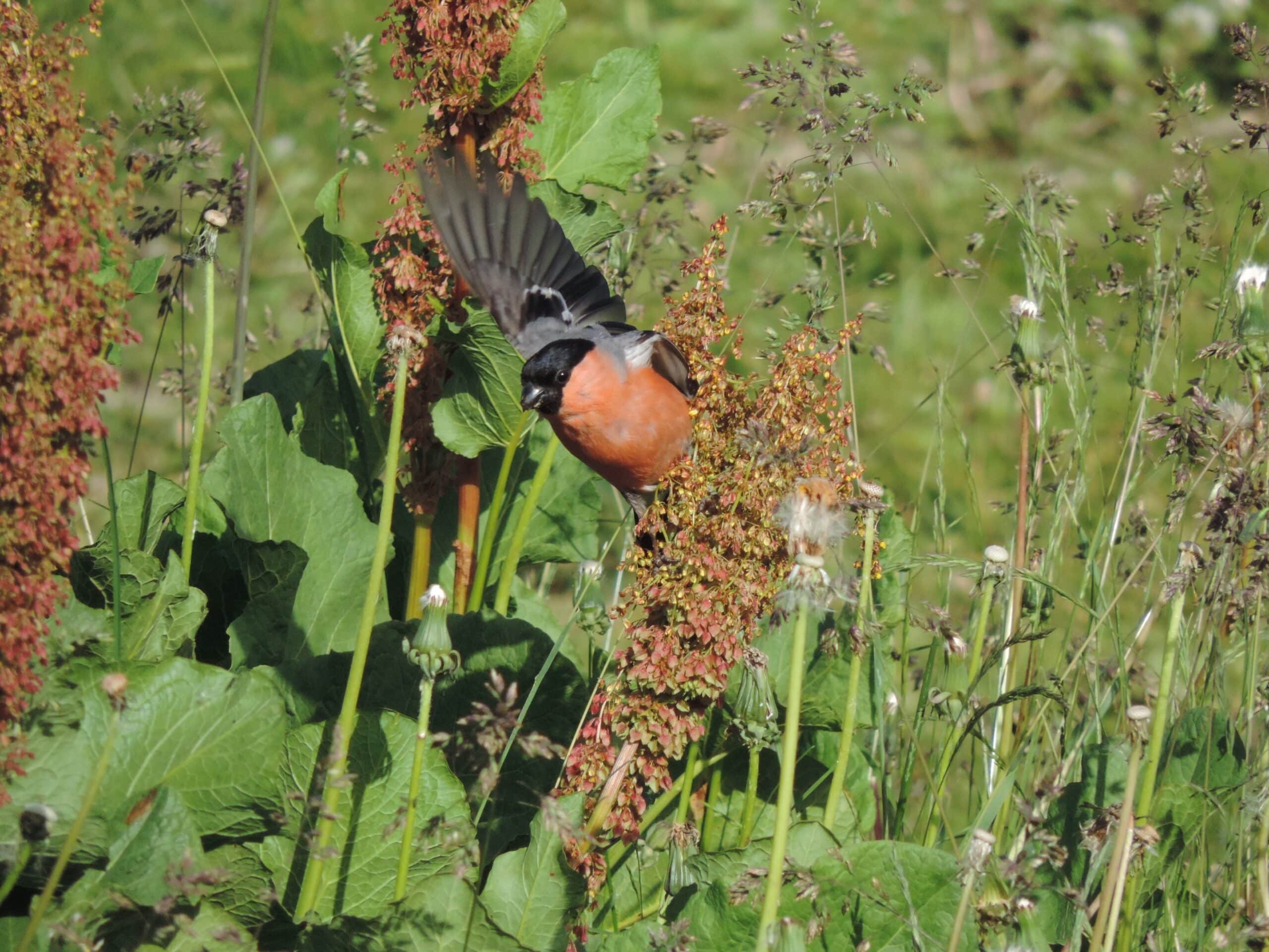 male bullfinch (pyrrhula pyrrhula) near bezbog lake, pirin mountain