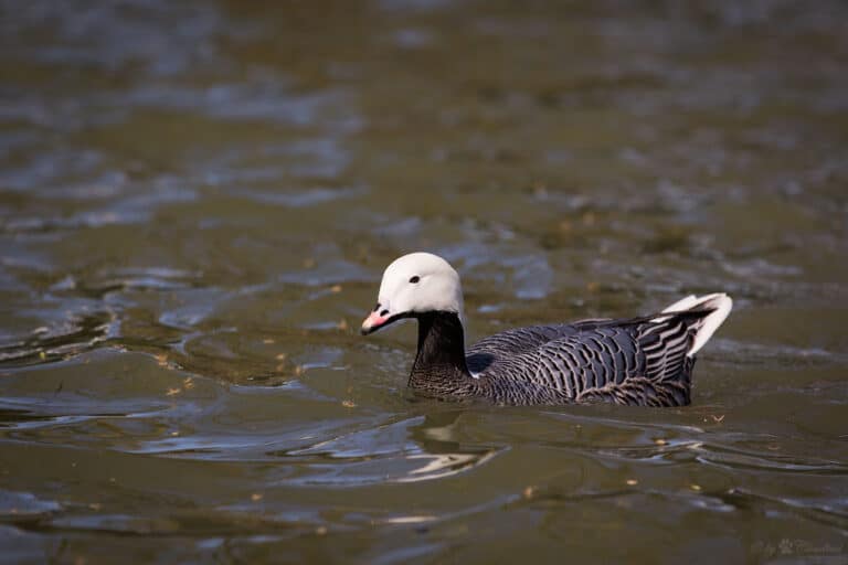 emperor goose emperor goose