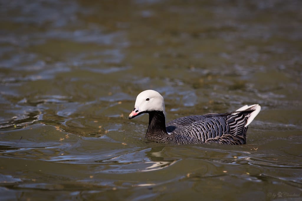 emperor goose emperor goose