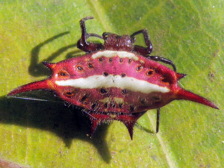 gasteracantha versicolor (?) gasteracantha versicolor (?)
