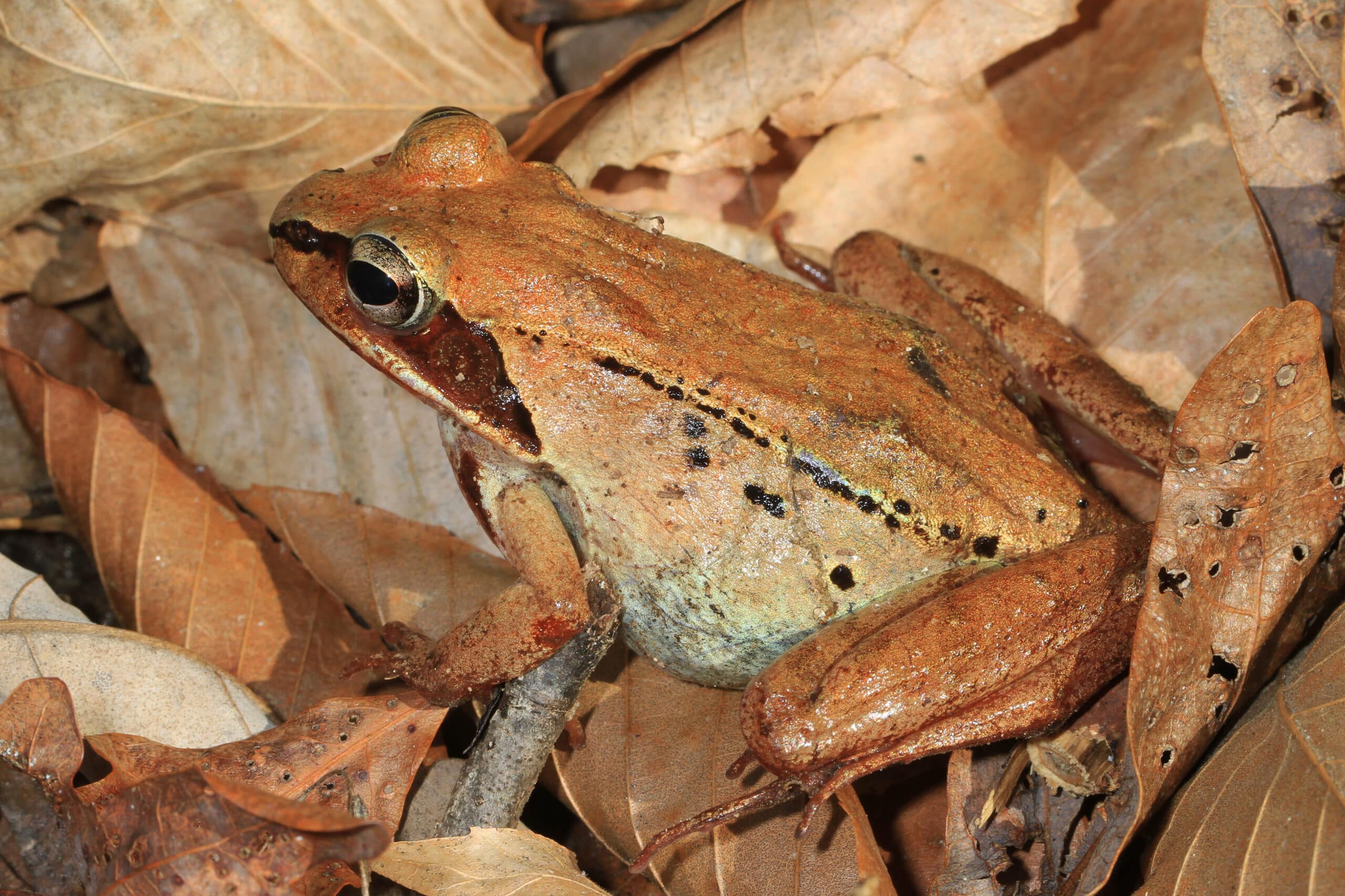 Wood Frog