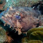 Oyster Toadfish
