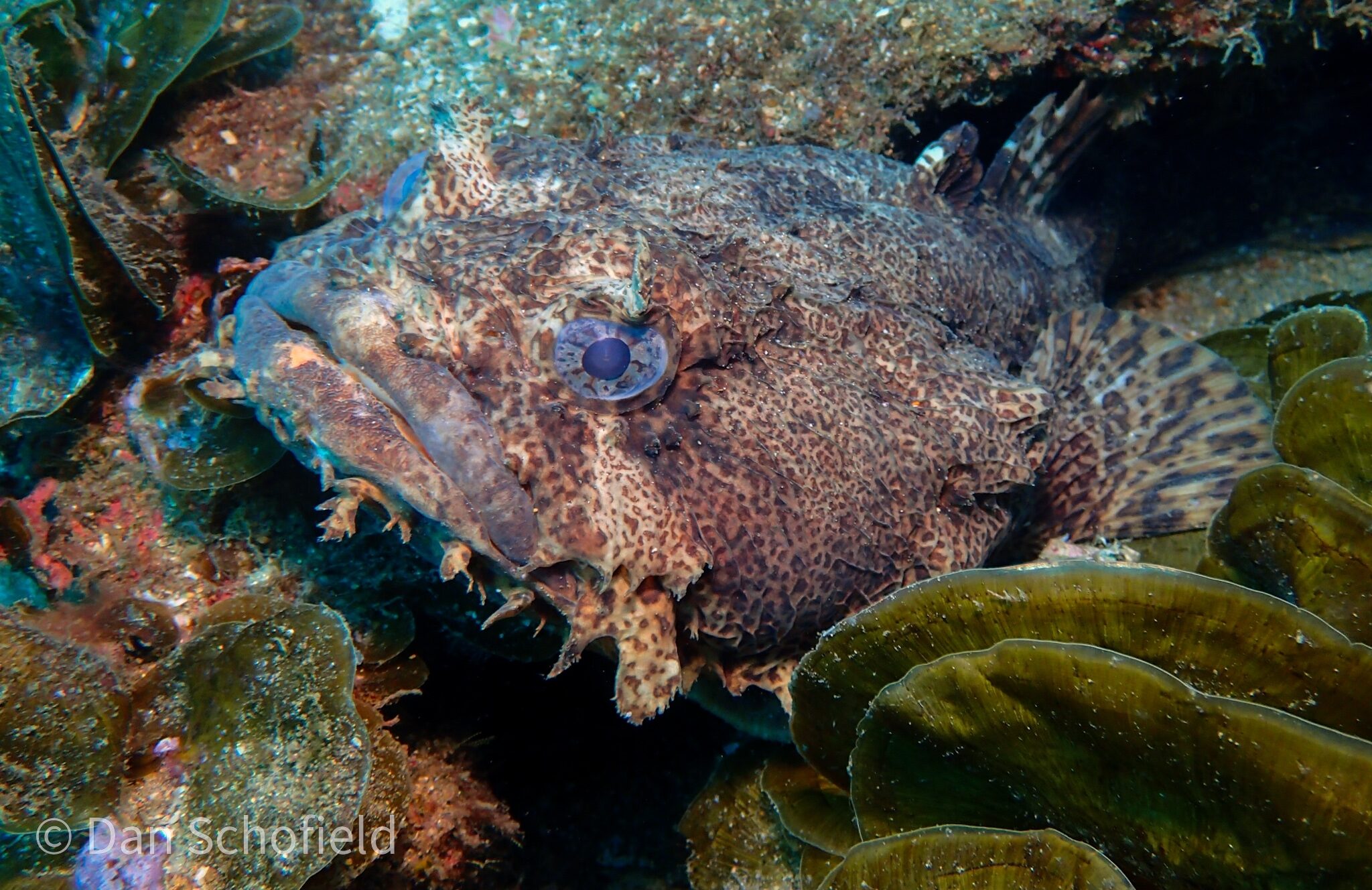 Oyster Toadfish