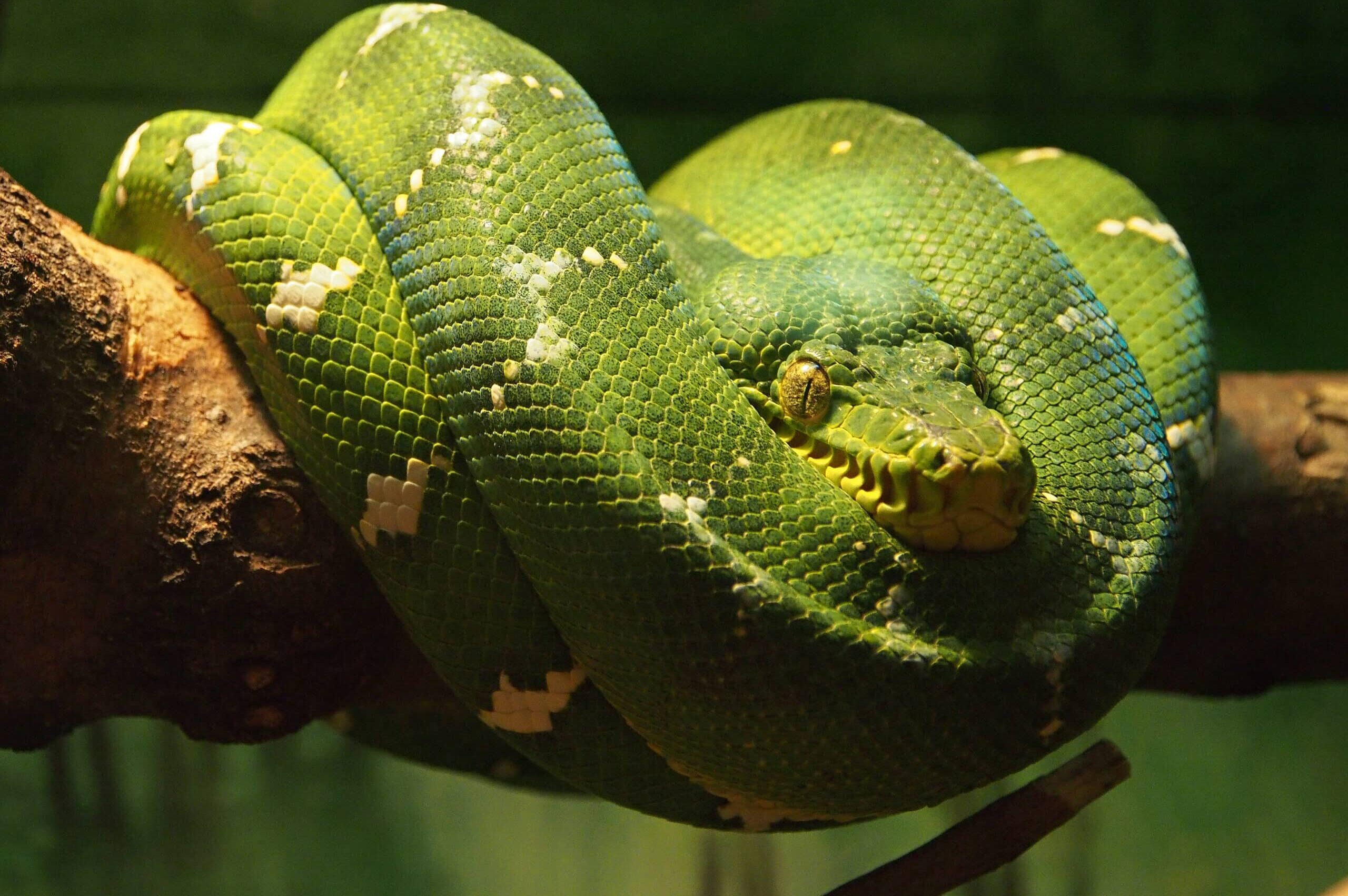 Emerald Tree Boa