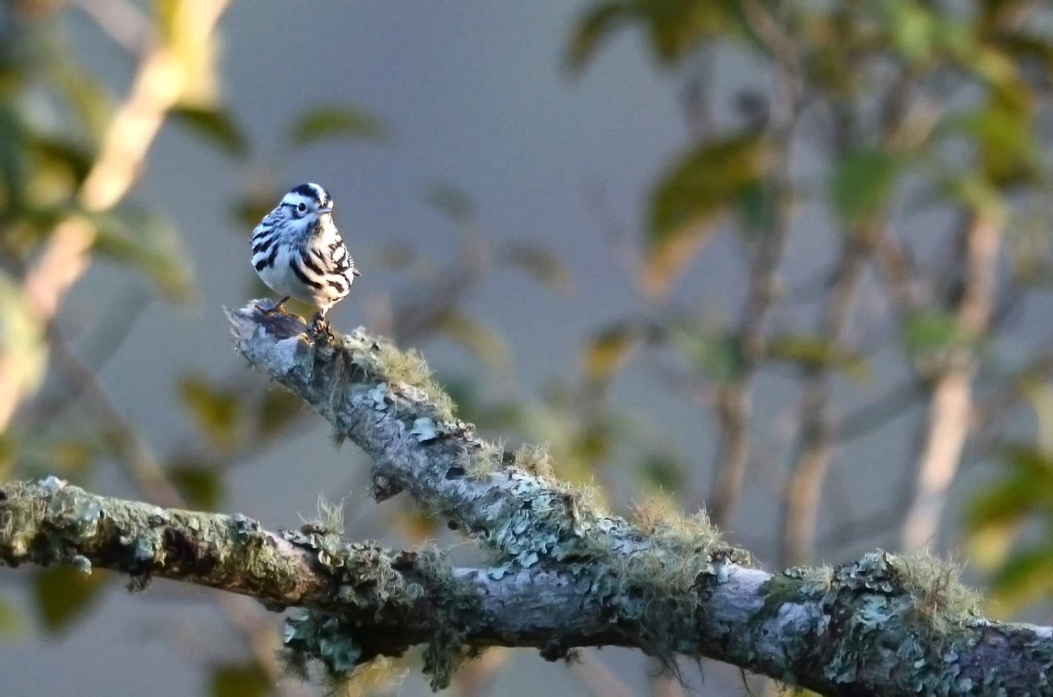 file:chipe trepador, black and white warbler, mniotilta varia (9648137229).jpg file:chipe trepador, black and white warbler, mniotilta varia (9648137229).jpg