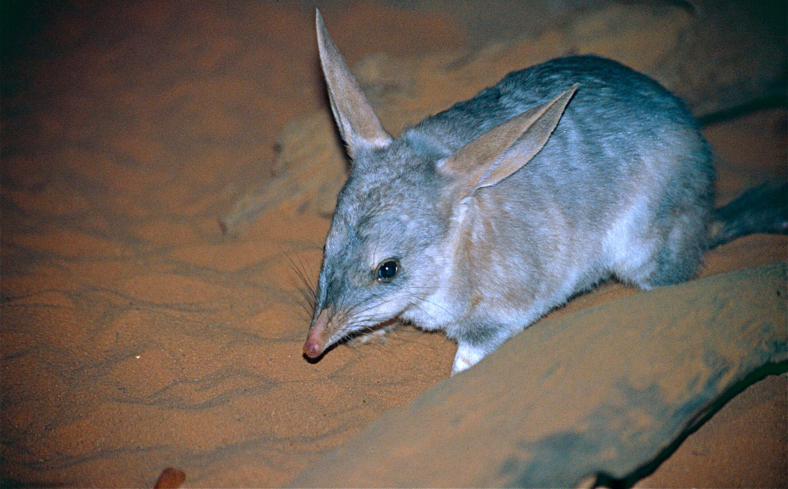 Bilby