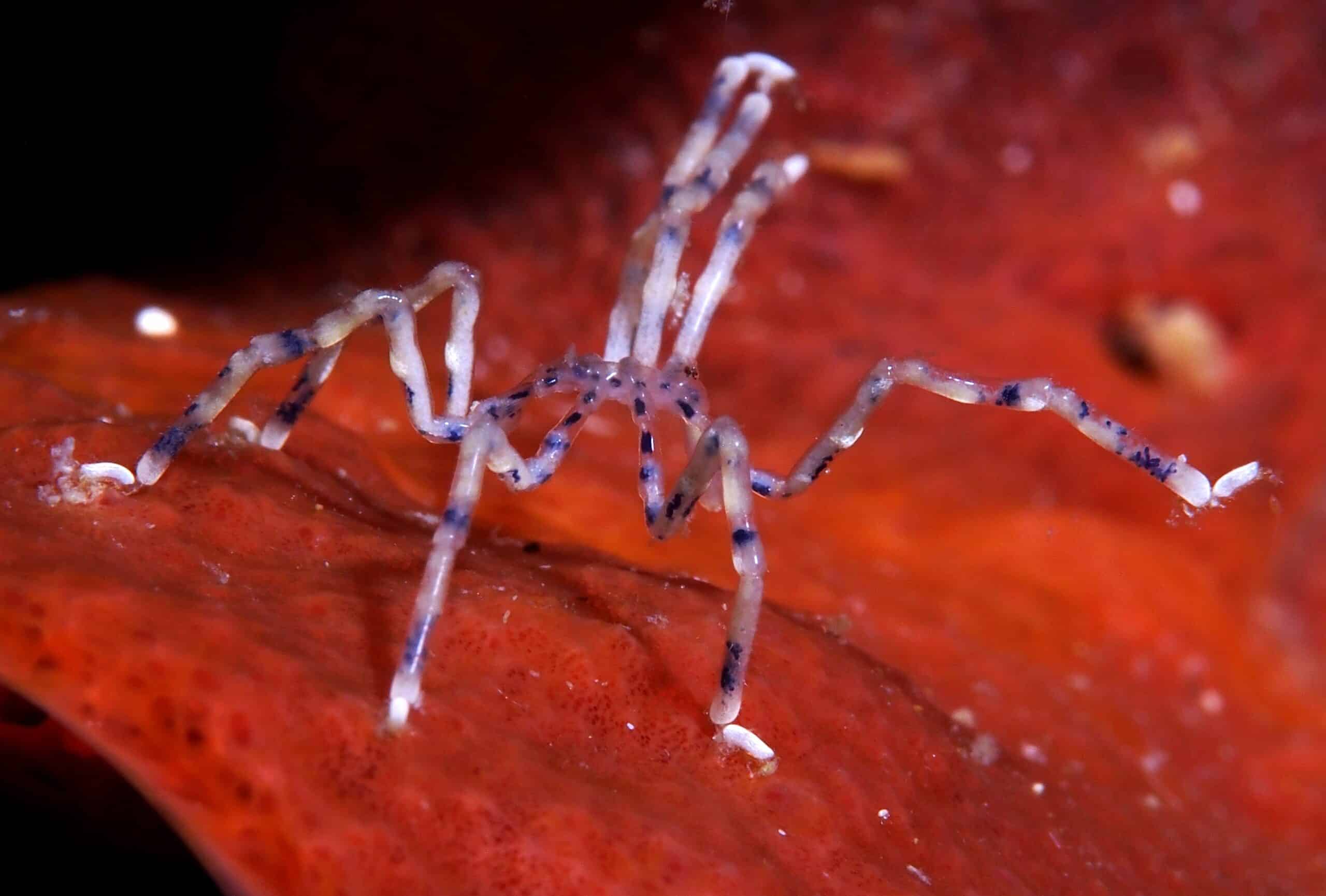 sea spider (endeis flaccida) (14206708079)