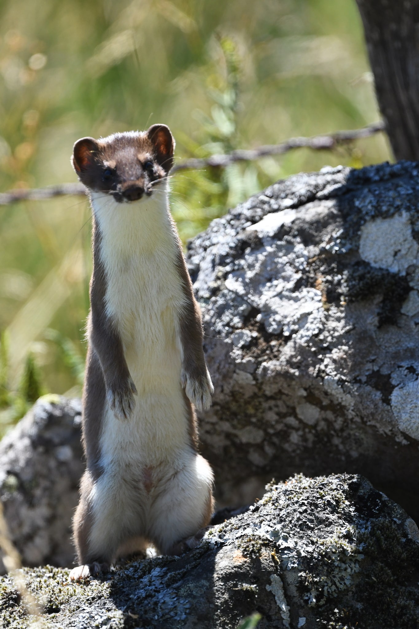 mustela erminea 214323021 mustela erminea 214323021