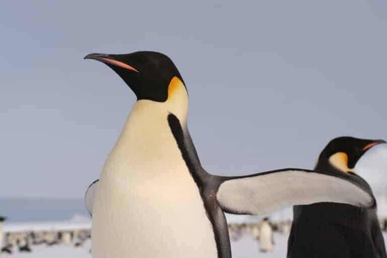 emperorpenguin 2005 2592