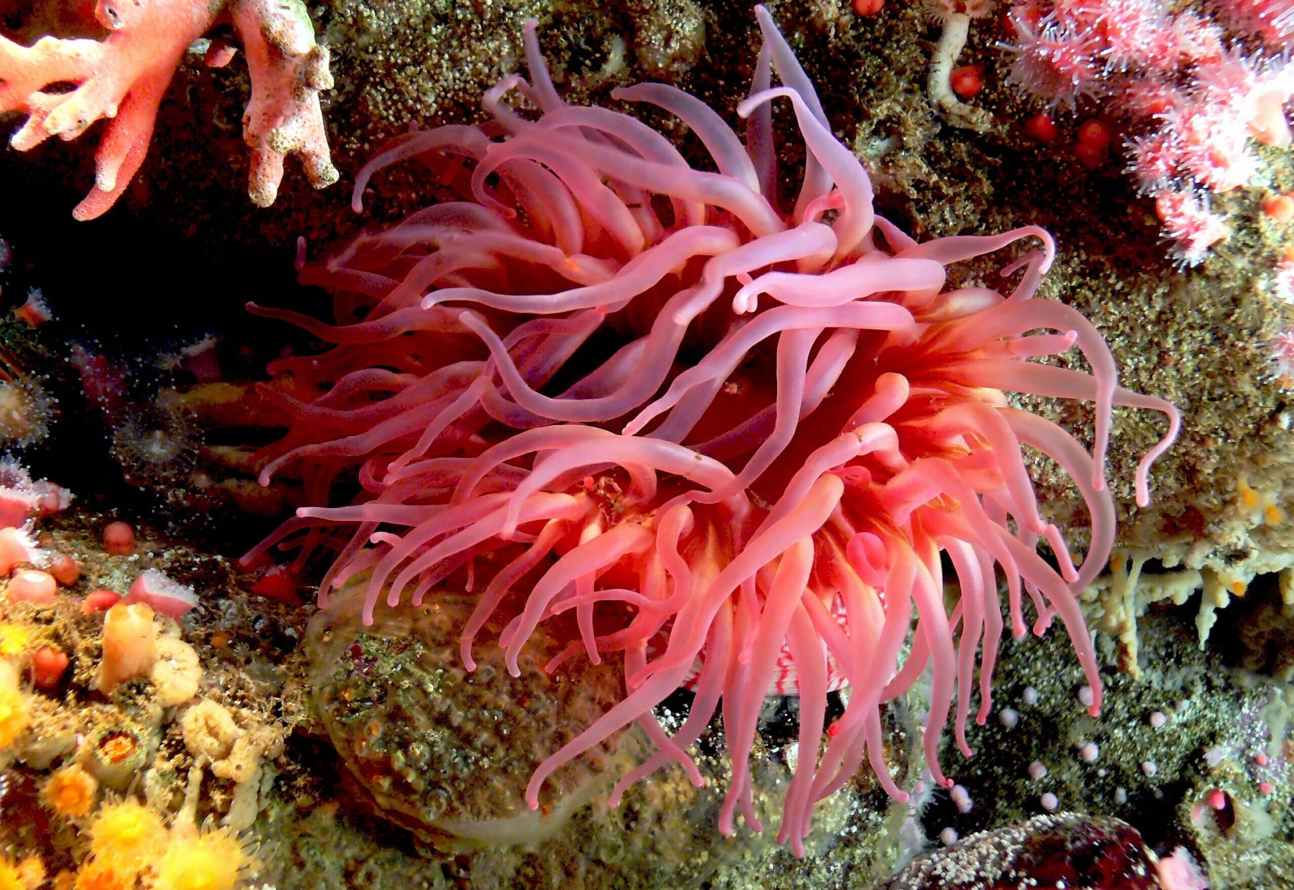 sea anemone (10062178943) sea anemone (10062178943) Sea Anemone