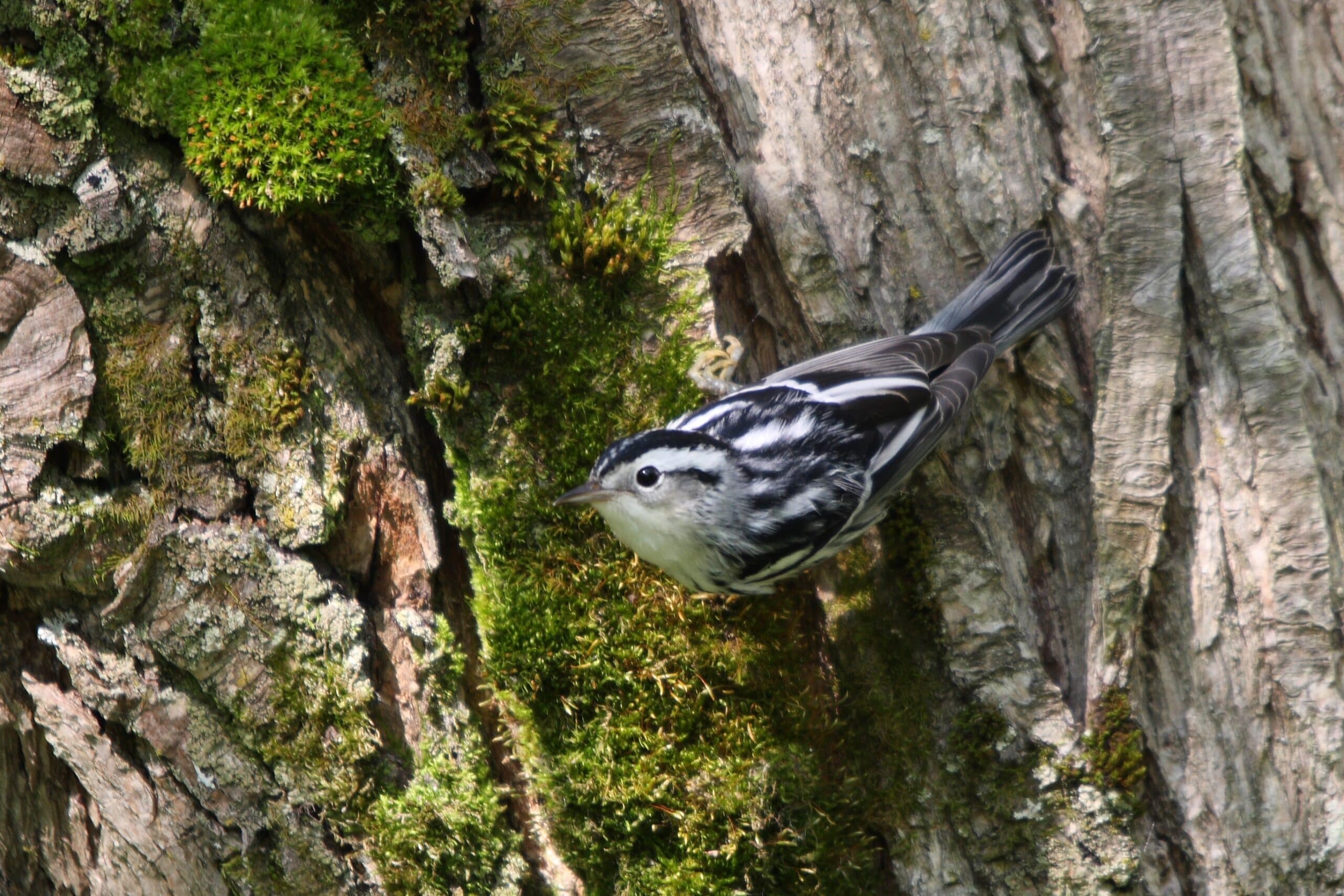 mniotilta varia ct mniotilta varia ct Black and White Warbler