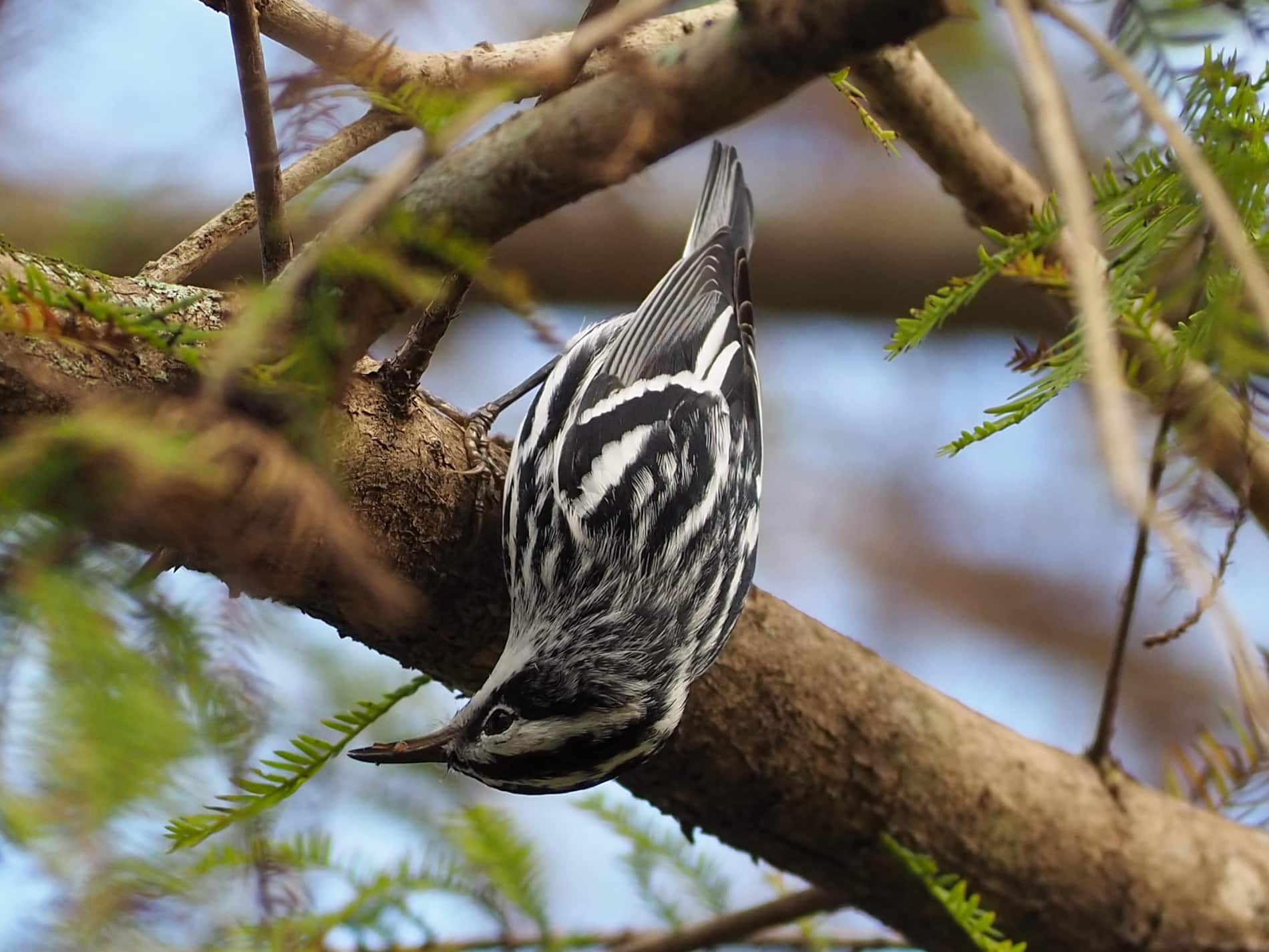 mniotilta varia 58395699 mniotilta varia 58395699