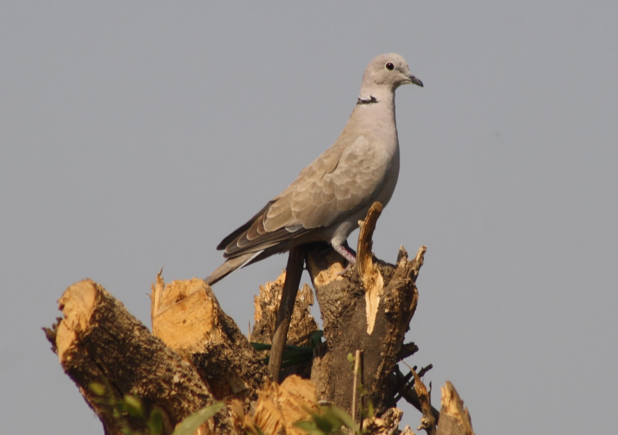 file:eurasian collared dove streptopelia decaocto img 0838 (6), gujarat, india.jpg file:eurasian collared dove streptopelia decaocto img 0838 (6), gujarat, india.jpg