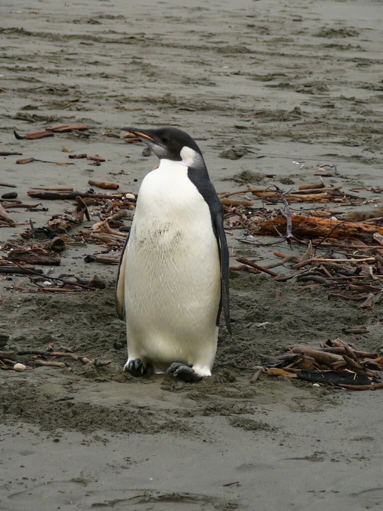 happy feet emperor penguin on peka peka beach