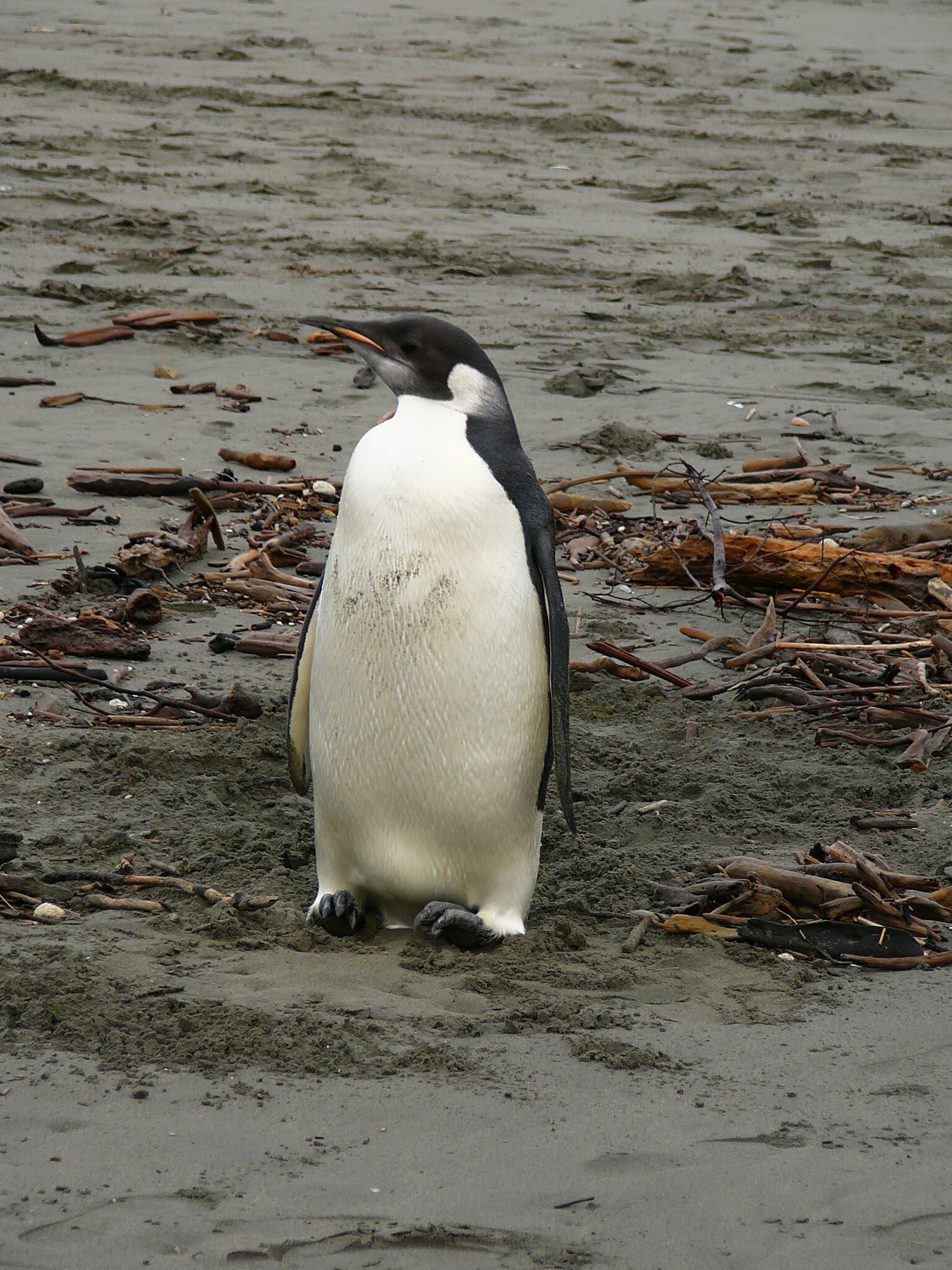 happy feet emperor penguin on peka peka beach