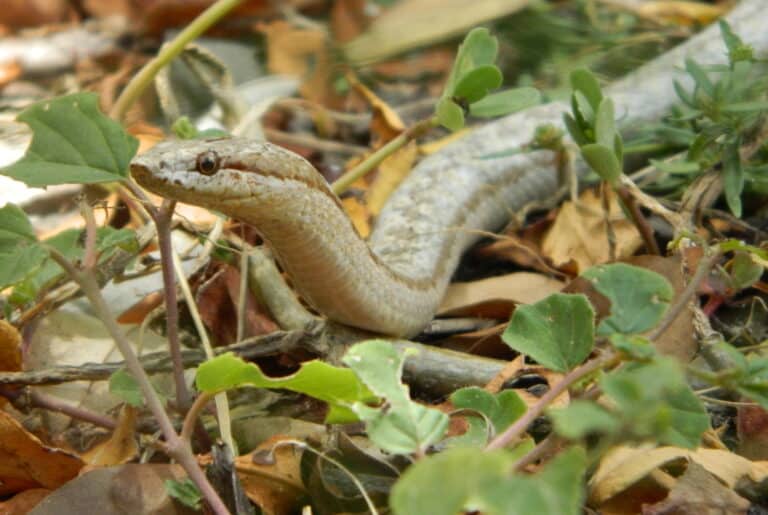 alsophis antiguae 32762698 Antiguan Racer Snake