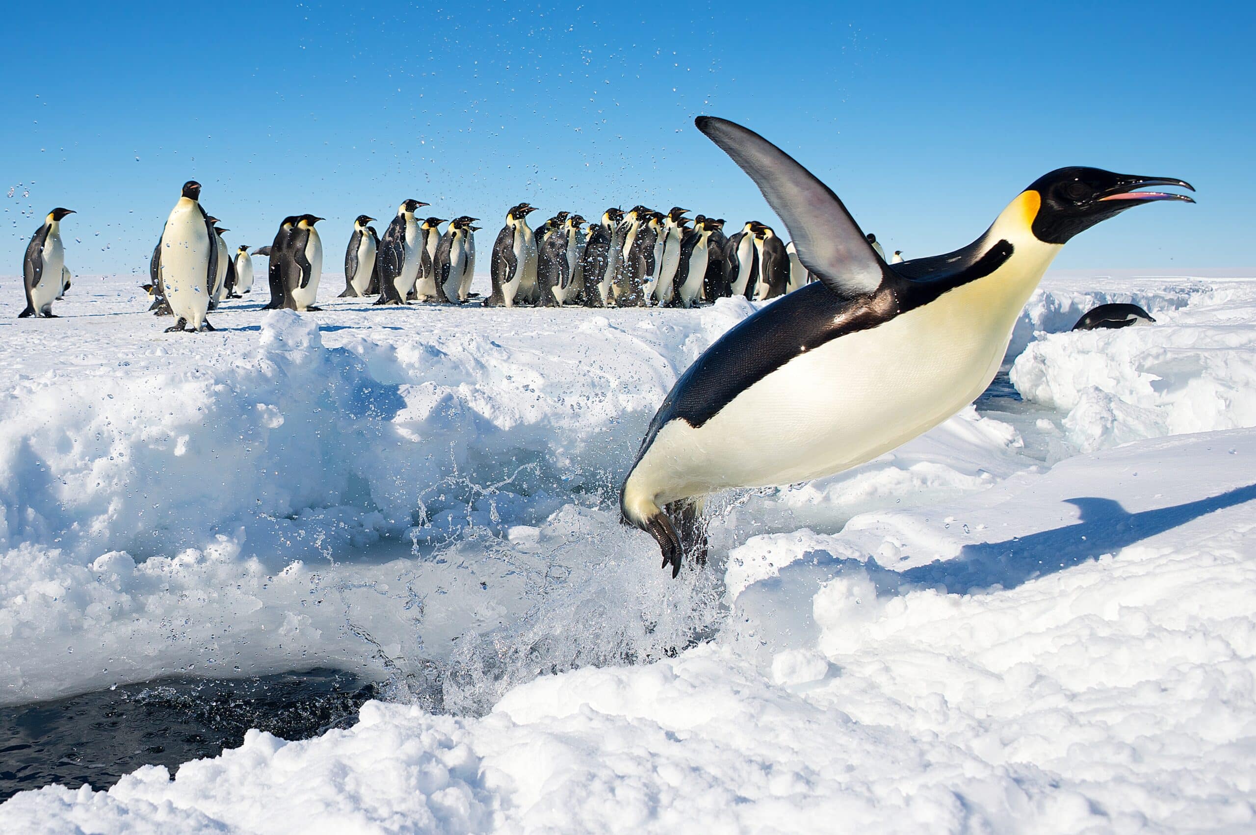 penguin in antarctica jumping out of the water  Emperor Penguin