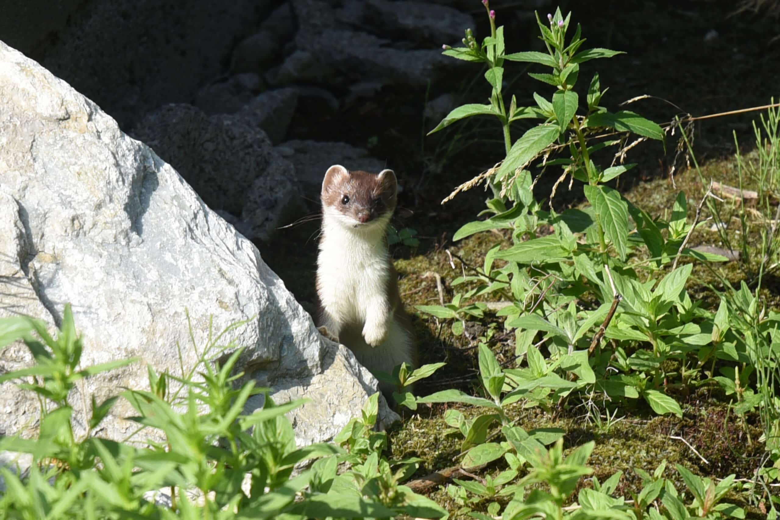 hermine (mustela erminea) dsc 6601 (53015478781) hermine (mustela erminea) dsc 6601 (53015478781)