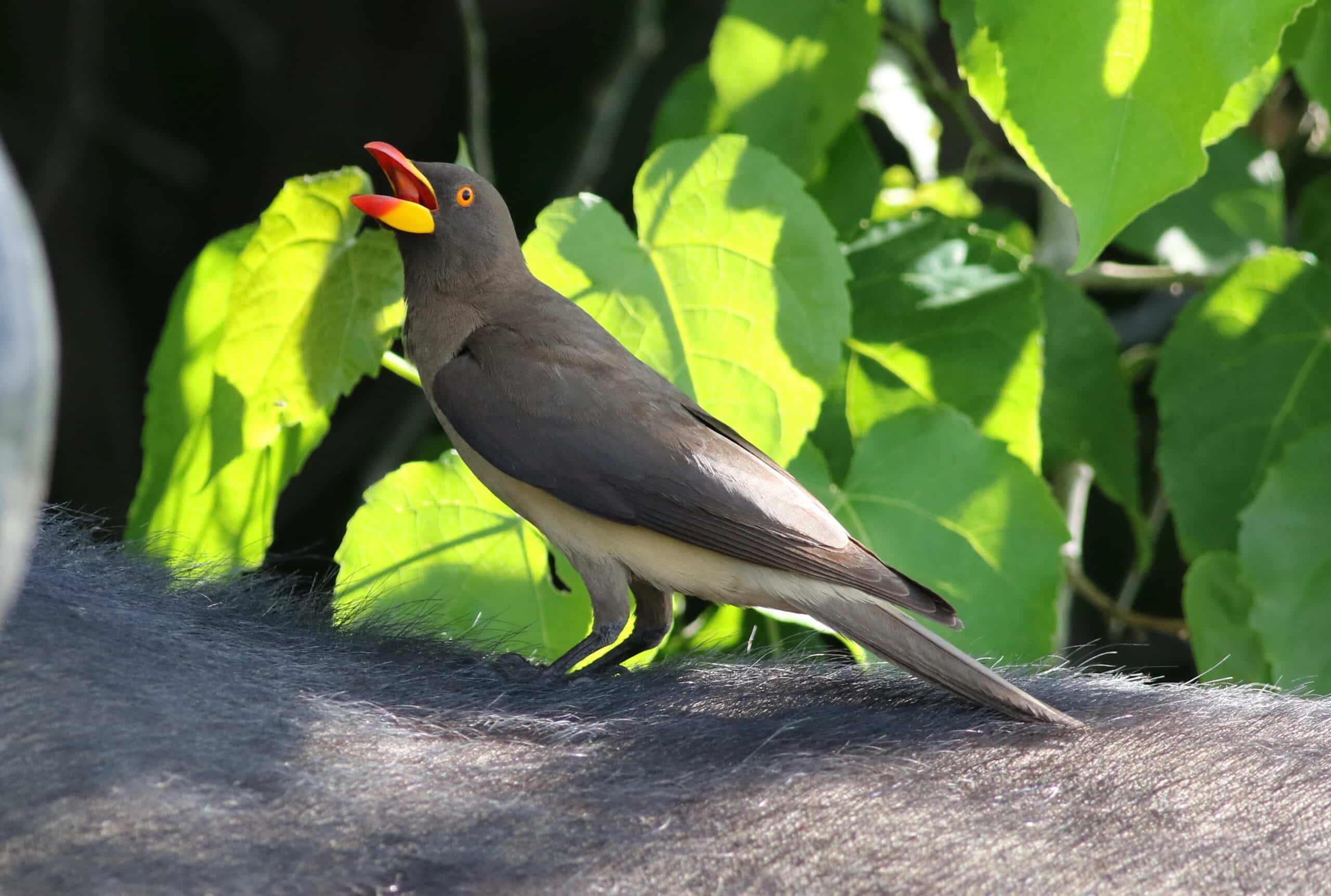Oxpecker