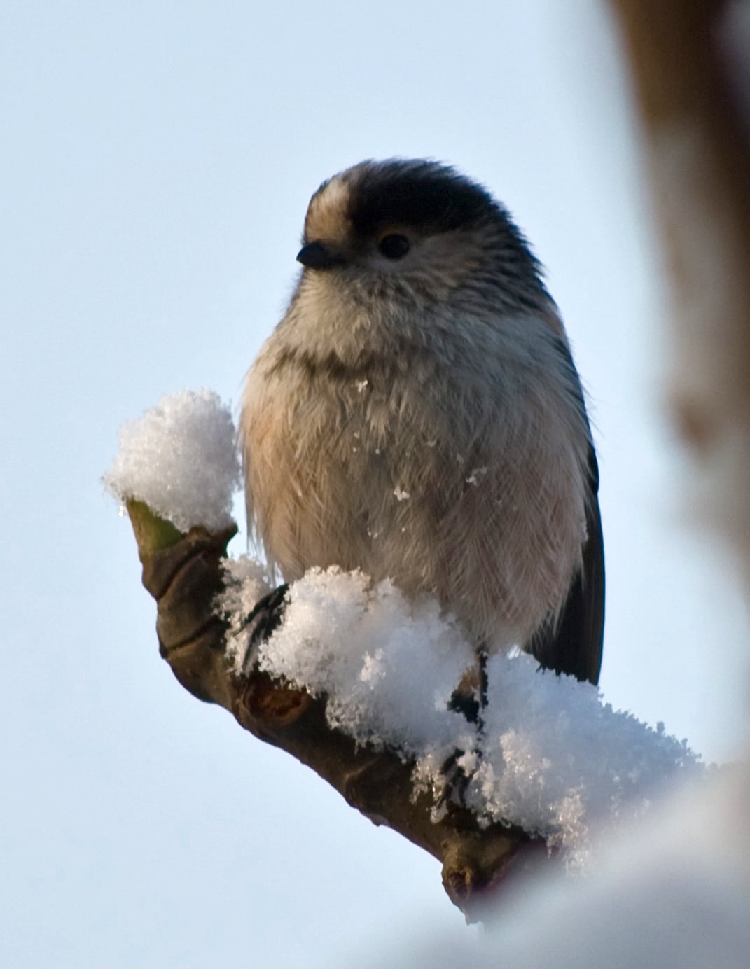 aegithalos caudatus italiae bussero (cropped)