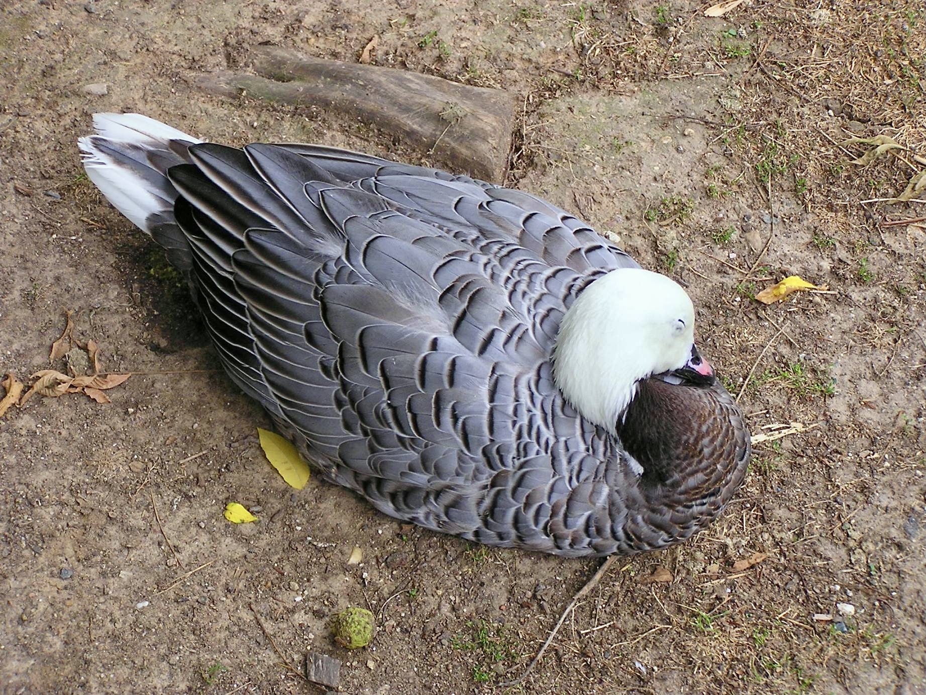anatidae anser canagicus 2 anatidae anser canagicus 2