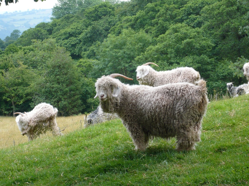 angora goats