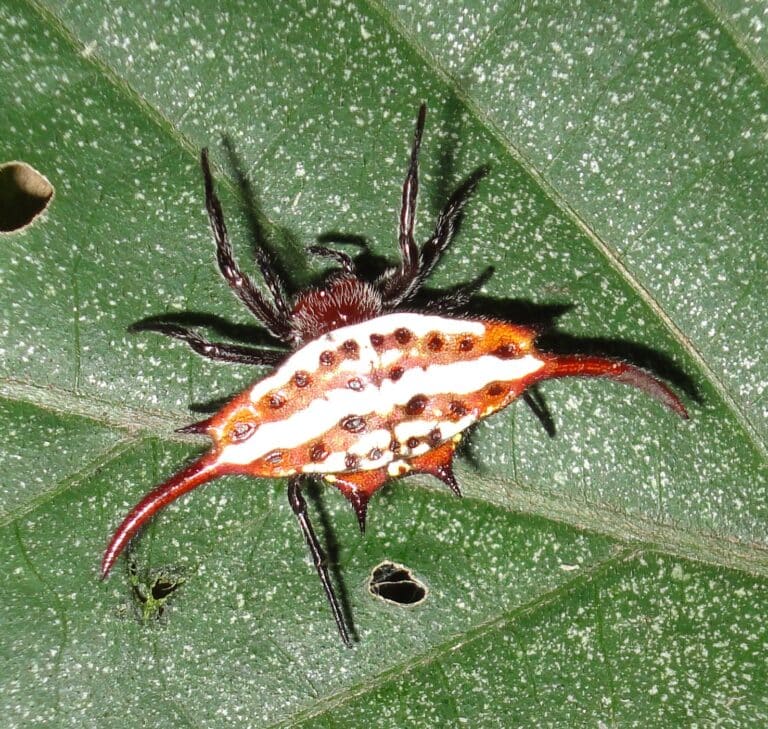 gasteracantha versicolor, burmanbos gasteracantha versicolor, burmanbos