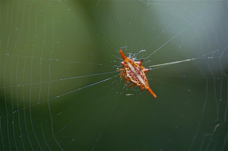 thorn spider (gasteracantha versicolor formosa) thorn spider (gasteracantha versicolor formosa)