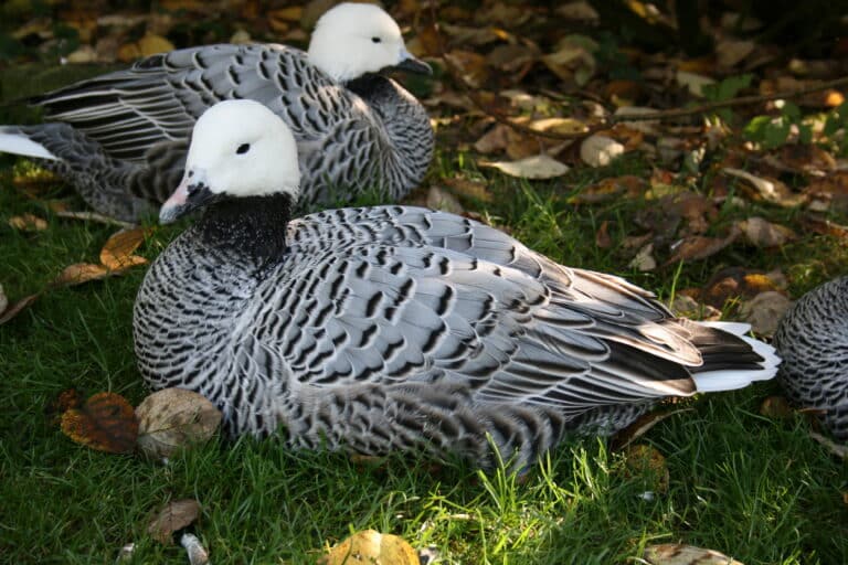 reichshof eckenhagen park anser canagicus 01 ies reichshof eckenhagen park anser canagicus 01 ies Emperor Goose