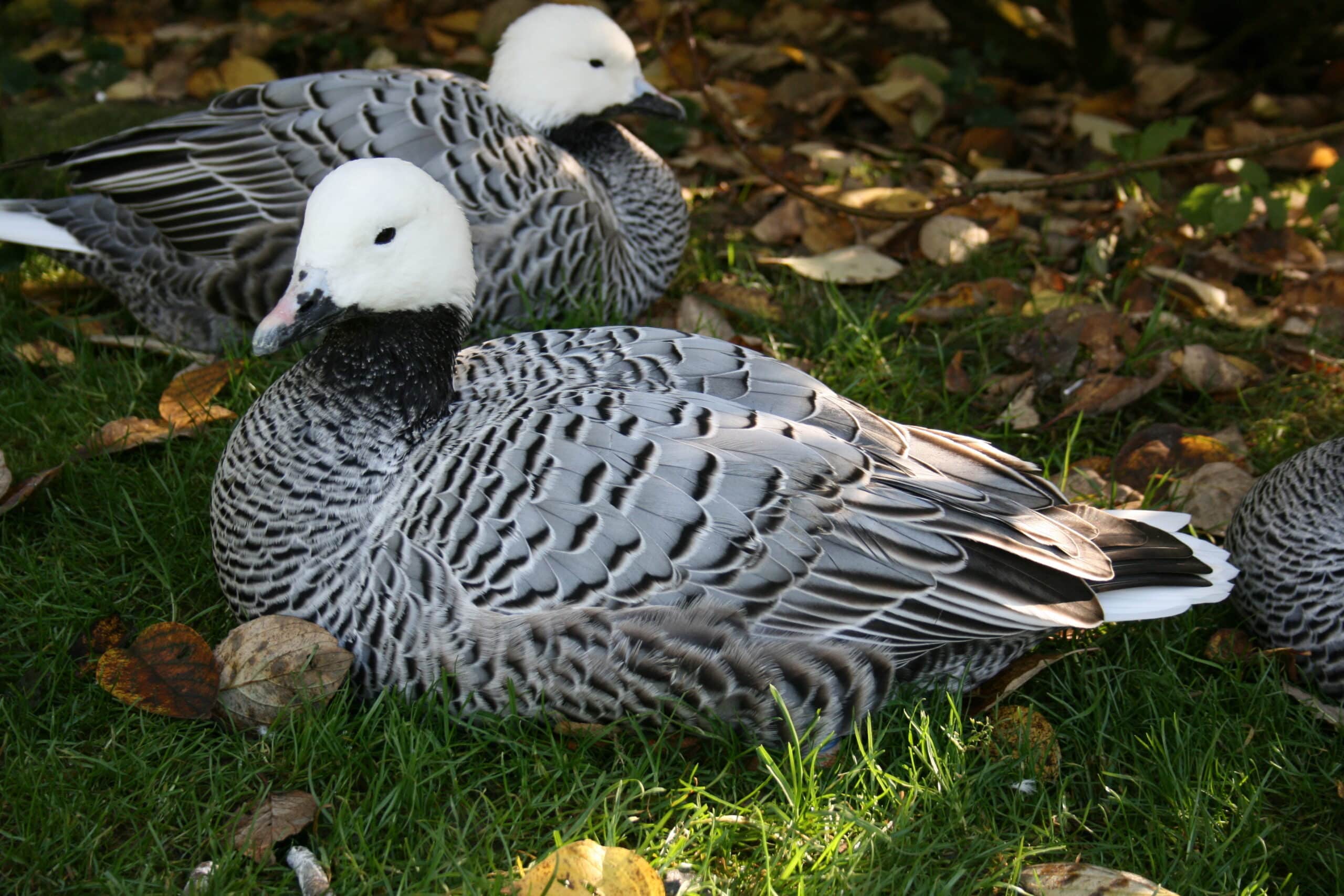 reichshof eckenhagen park anser canagicus 01 ies reichshof eckenhagen park anser canagicus 01 ies Emperor Goose