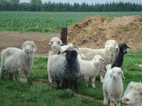 black and white angora goats