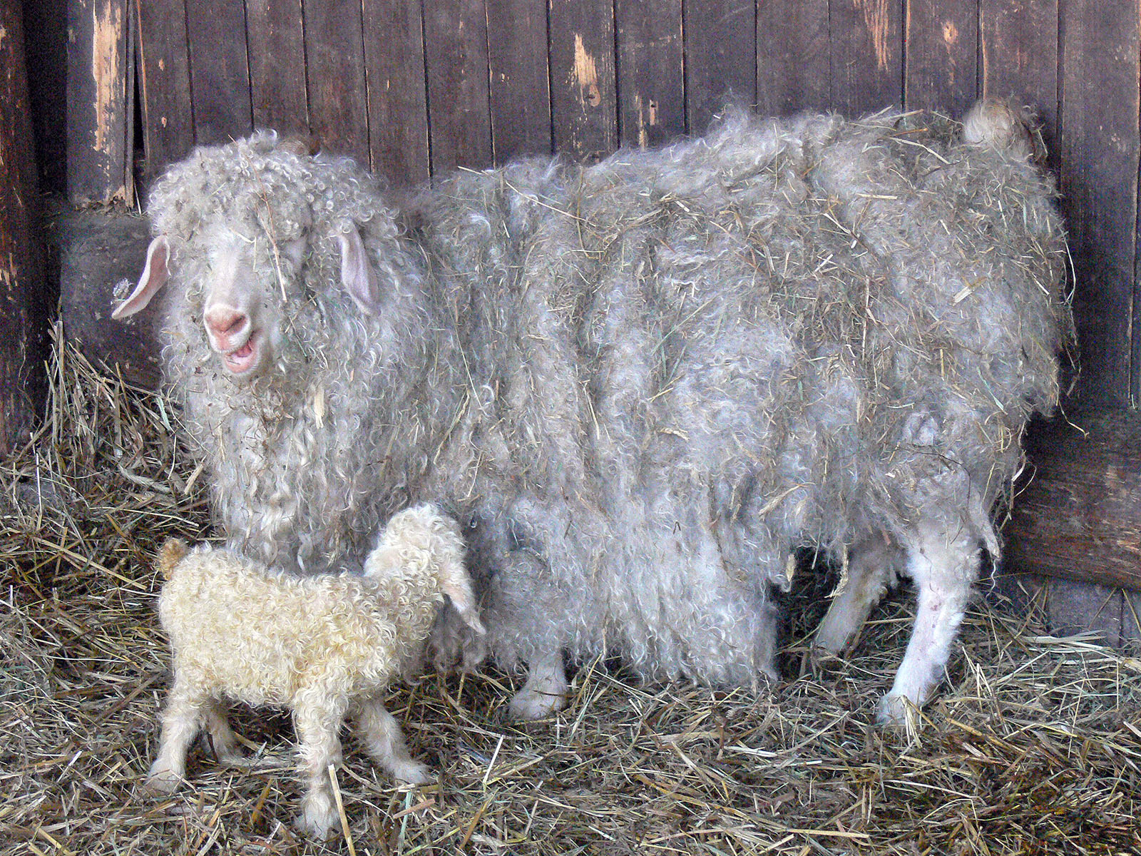 angora goat with young.
