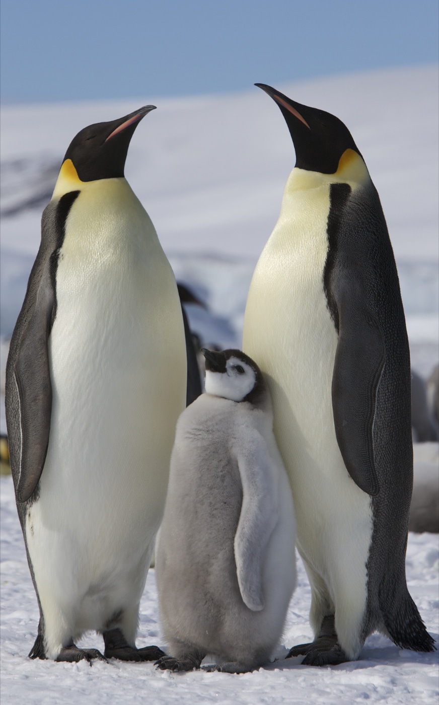 aptenodytes forsteri snow hill island, antarctica adults and juvenile 8