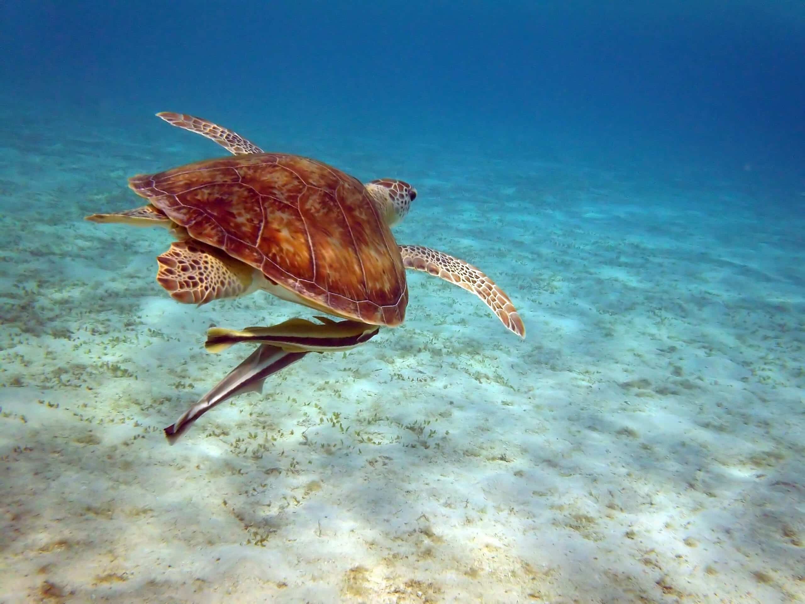 sea turtle with remoras marsa alam, egypt august 9, 2011