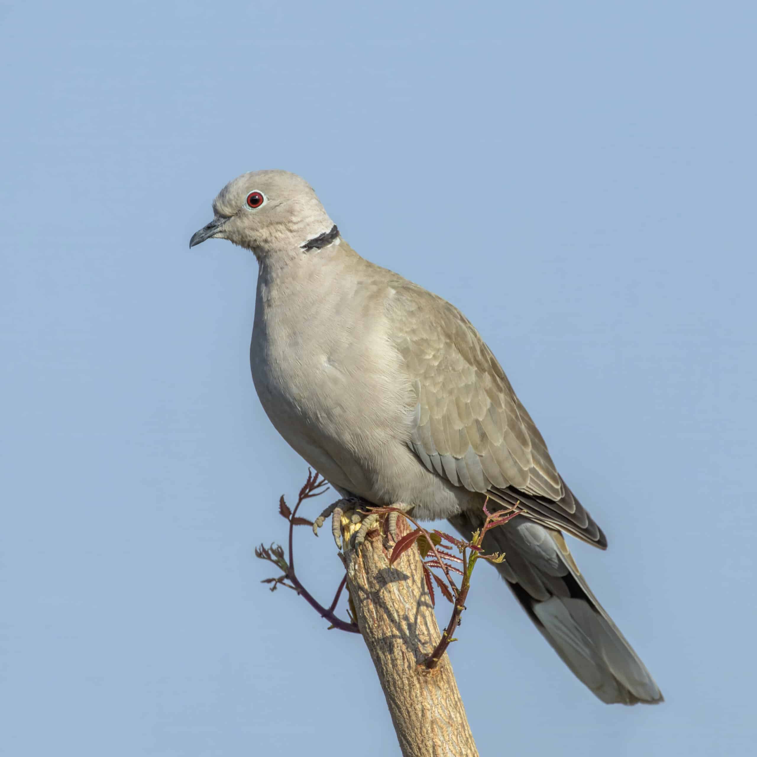 eurasian collared dove (streptopelia decaocto) rajasthan eurasian collared dove (streptopelia decaocto) rajasthan