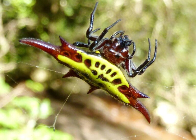 file:gasteracantha versicolor, krantzkloof natuurreservaat, d.jpg file:gasteracantha versicolor, krantzkloof natuurreservaat, d.jpg Long-Winged Kite Spider