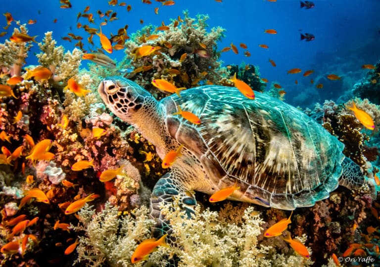 0934 green sea turtle, chelonia mydas Sea Turtle
