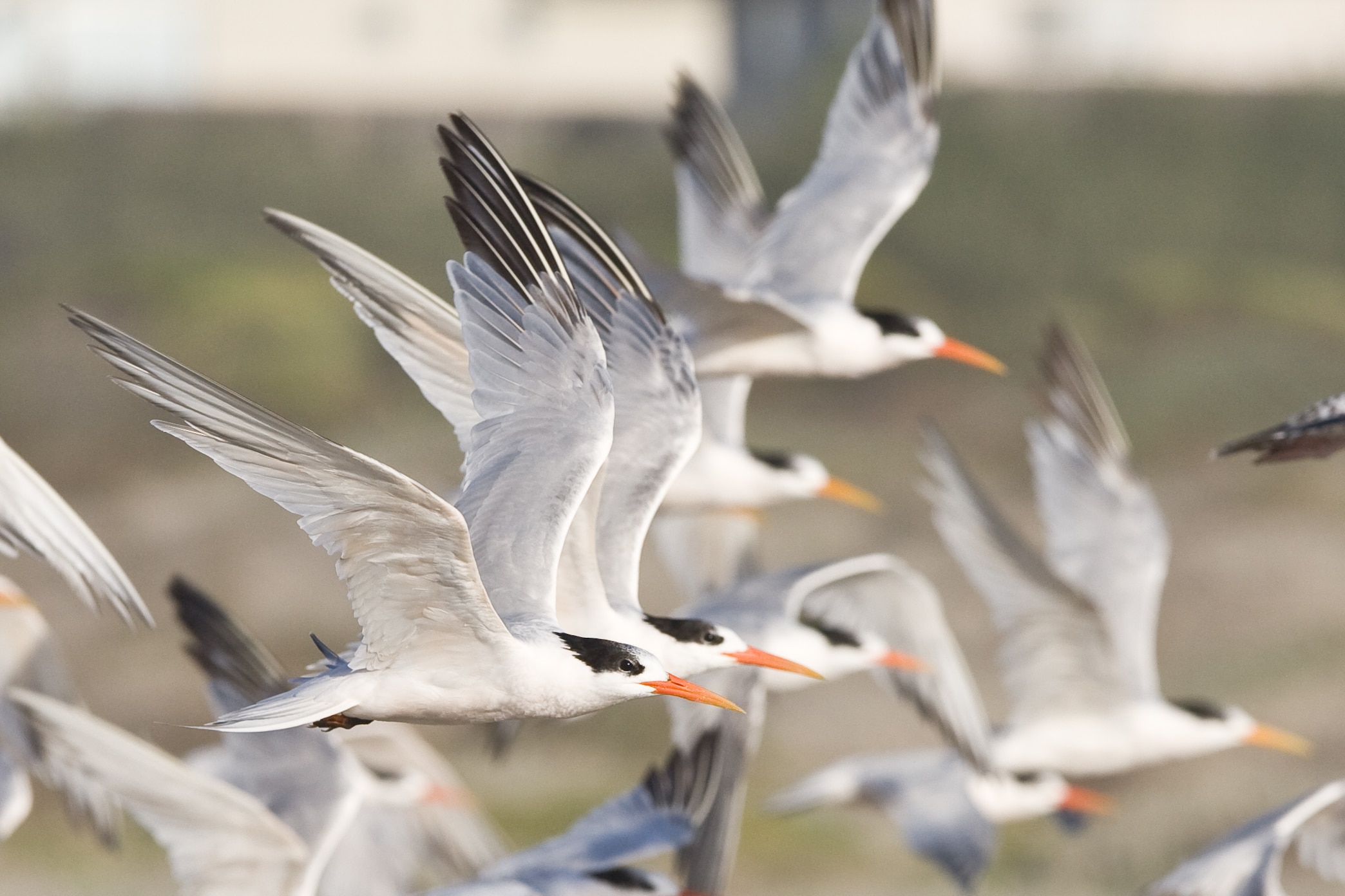 elegant tern flock (thalasseus elegans) elegant tern flock (thalasseus elegans)