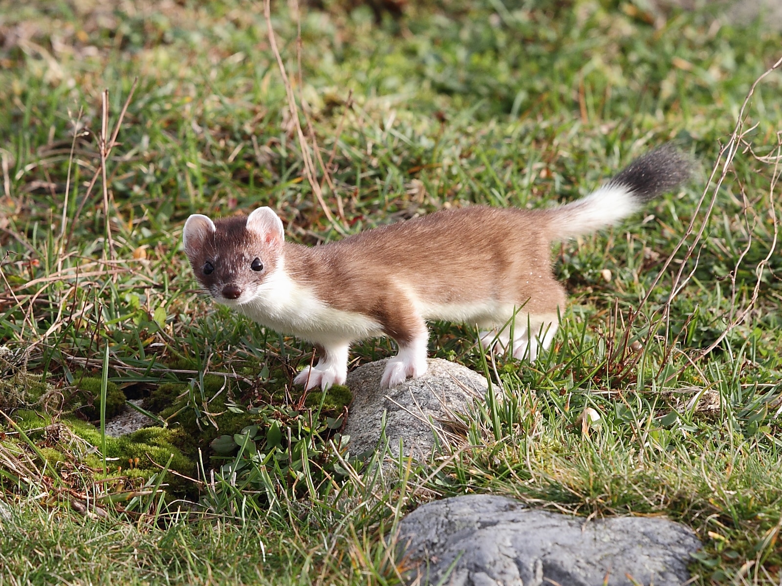 røyskatt (mustela erminea erminea), lista, norway røyskatt (mustela erminea erminea), lista, norway